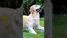 👉“This Mistake Can KILL Your Pet 😱”#petcare #pethealth #petsafety #vetadvice #dogcare #catcare