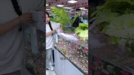 Tiger Barb Fish Breeding — Nature’s Perfect Egg-Layer Aquarium Species!”#ytshorts#viral#trending