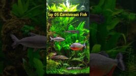 Top 05 Types Of Carnivorous Fish😍 #shorts