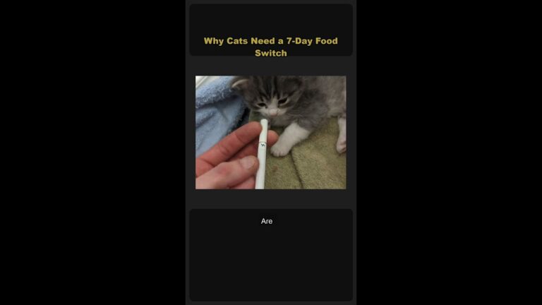 Why Cats Need a 7-Day Food Switch 🐱🍽️ #Shorts