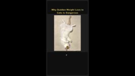 ⚠️ Why Sudden Weight Loss in Cats Is Dangerous 🐱 #Shorts