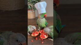 beauty parrot 🦜#Parrot #Mango #Pets #Shorts #shortvideo #pet #india