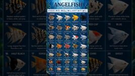 🐠 35 Amazing Angelfish Breeds 😍✨ Aapki favorite kaunsi hai? 💙🔥#angelfish #shorts
