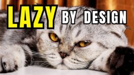 7 Laziest Cat Breeds That Turned Napping Into a Lifestyle