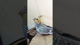 Adorable Cockatiel Honey 🦜💖 #cockatiel #cute #cutebird #birds #birdshorts #parrot