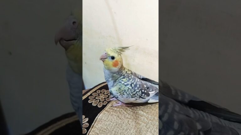 Adorable Cockatiel Honey 🦜💖 #cockatiel #cute #cutebird #birds #birdshorts #parrot