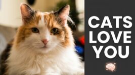 Cat Behavior Decoded | What They’re Really Telling You