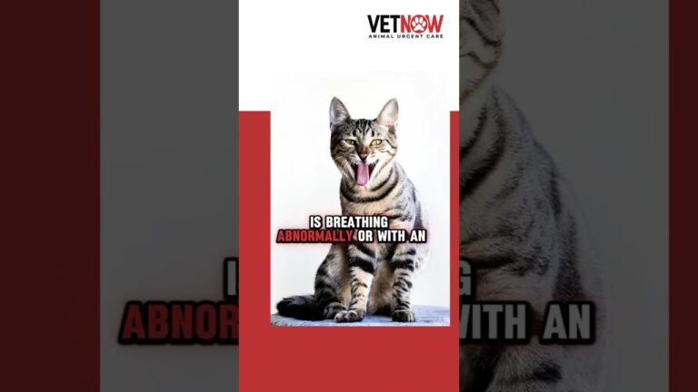 Cats hide their pain