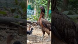Parrot 🦜 Beak #shortsfeed #trendingshorts #aseelmurga #roosterfarm #birds