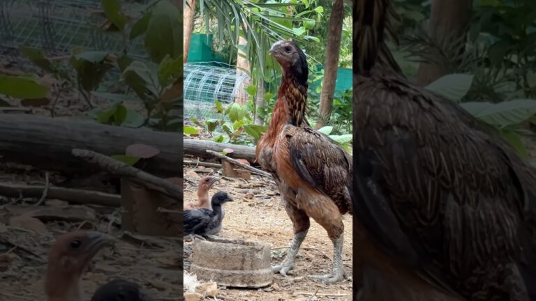 Parrot 🦜 Beak #shortsfeed #trendingshorts #aseelmurga #roosterfarm #birds