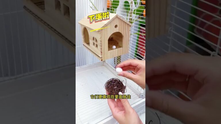 Preparing Nest for Budgie 🥹 Adorable Bird Home SetupMy Budgie’s New Sleeping Bed 😍
