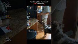 Ranking The Funniest Cat Behavior😂😺(You Won’t Believe No.1)#shorts