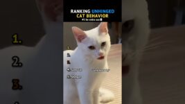 Ranking Unhinged Cat Behavior (The Last One Is Too Suspicious 😭)