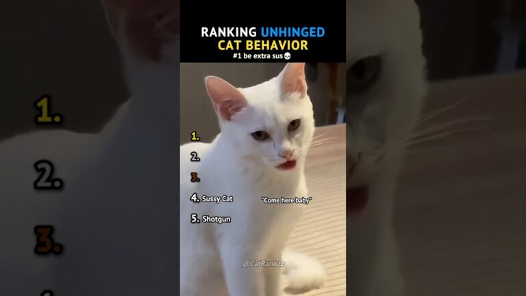 Ranking Unhinged Cat Behavior (The Last One Is Too Suspicious 😭)
