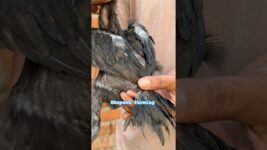 Shorts#trendingshorts#viral#shortsfeed#blackskin bacche#bhupeshfarming