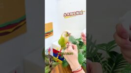 🐦 Sick Parrot? 5 Signs Every Bird Owner Must Know! 😱