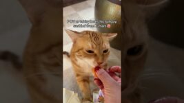 The king of sashimi #cat #kitty #kitten #funnycats @tabby_da_cat_