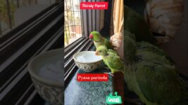 Thirsty 💐Parrot 🦜 #Garmi #Pets #Birds #Parrot #Shorts #BestVibes