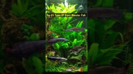 Top 05 Types Of Biggest Monster Fish😱 #shorts