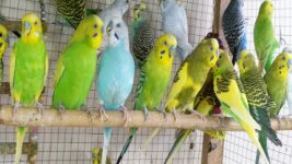 12 hour Cheerful Budgie Sounds for Pet Birds 🐦💚 | Singing Parakeets Compilation