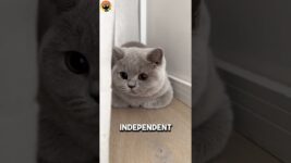 Best 3 Cat Breeds for Beginners