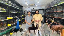 Birds Market Multan 27 April 2026 | Birds Home Shop | Mateen Ahmed | Zeeshan Ahmed | Pakistan