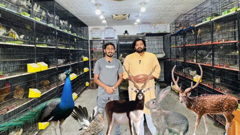 Birds Market Multan 27 April 2026 | Birds Home Shop | Mateen Ahmed | Zeeshan Ahmed | Pakistan