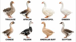 EVERY GOOSE BREED EXPLAINED 🪿