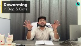 Preventive Health Care For Dogs & Cats ✅ || Dog & Cat Care Tips 👇|| Expert Guidance By Pet Vision ✅