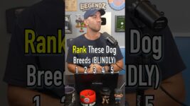 Ranking DOG BREEDS Without Knowing What’s Next! Who’s Best? #shorts #dogs #pets #breed #rank