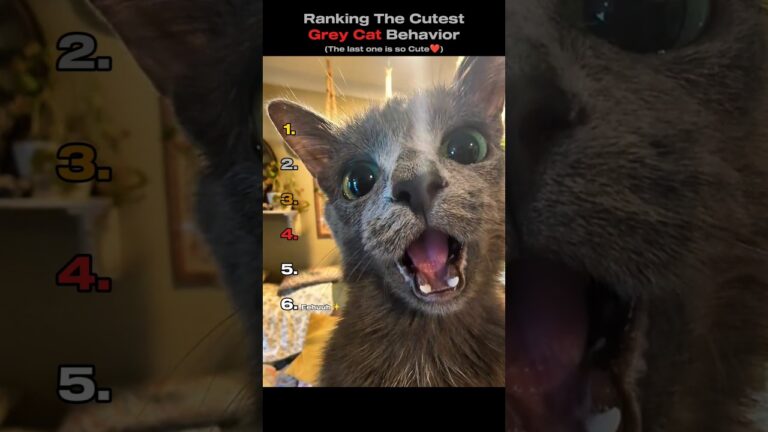 Ranking The Cutest Grey Cat Behavior😻🐾(You Won’t Believe No.1)#shorts