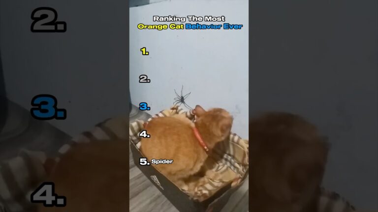 Ranking The Most Certified Orange Cat Behavior Ever 🐱🟠#shorts