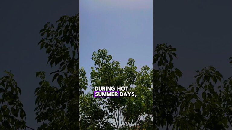 🦚 Summer Care Tips for Peacocks  ☀️  #shorts #viral #shortvideo  #SummerCare #viralvideo #trending