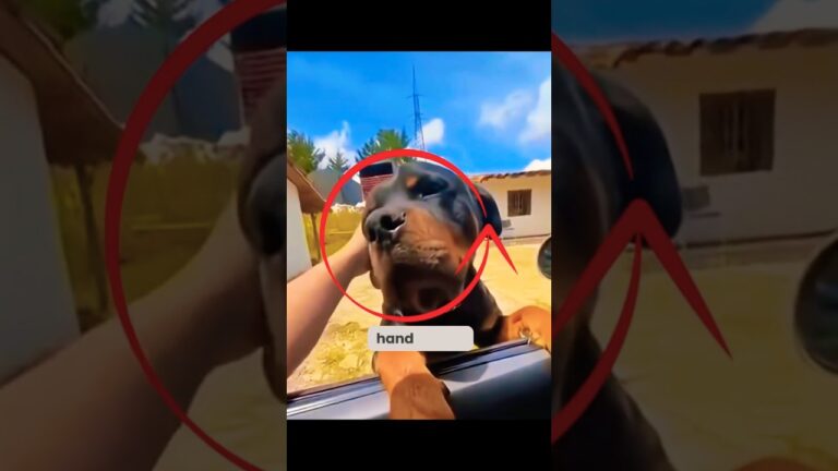 The Dog Behavior Everyone Gets Wrong #shorts #dogsafety #petbehavior