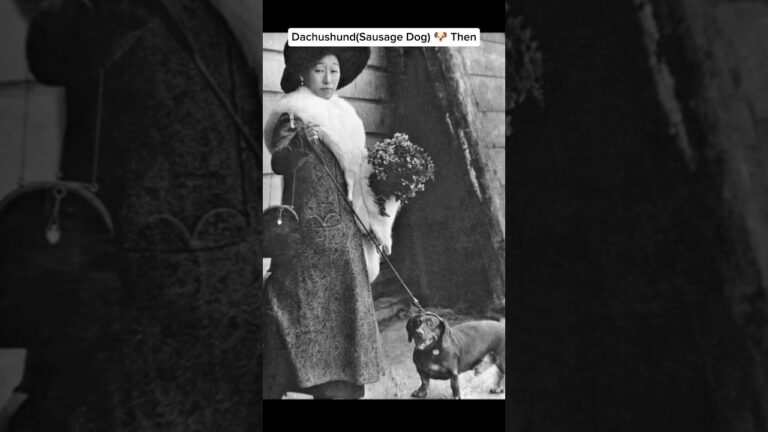 These Dogs Looked VERY Different 100 Years Ago 😳#shorts #trending #viral #trendingshorts #animals