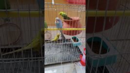 🎥 This Little Bird Will Make Your Day! #ViralShorts #birds