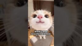 Top 10 Most Beautiful Cat Breeds in the World! 🌍