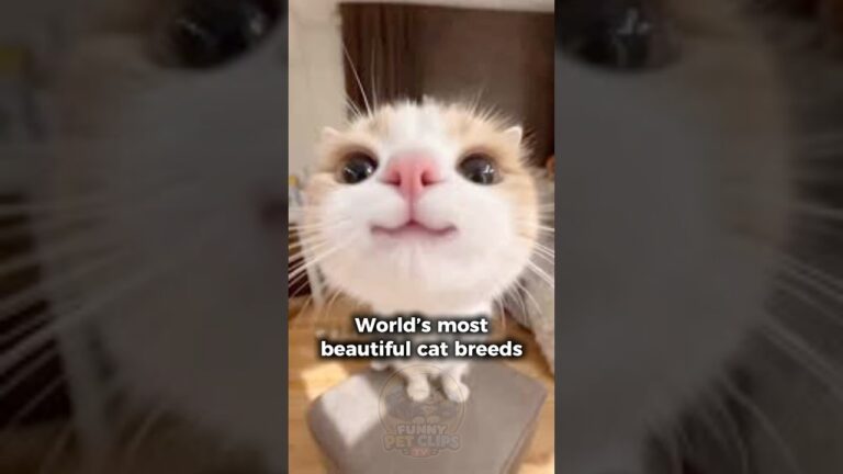 Top 10 Most Beautiful Cat Breeds in the World! 🌍