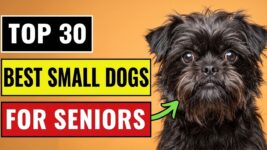 Top 30 Best Small Dog Breeds For Seniors