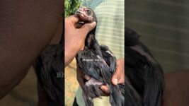 Vibration chicks 🐣 #highflyer #viral#shortsfeed #birds