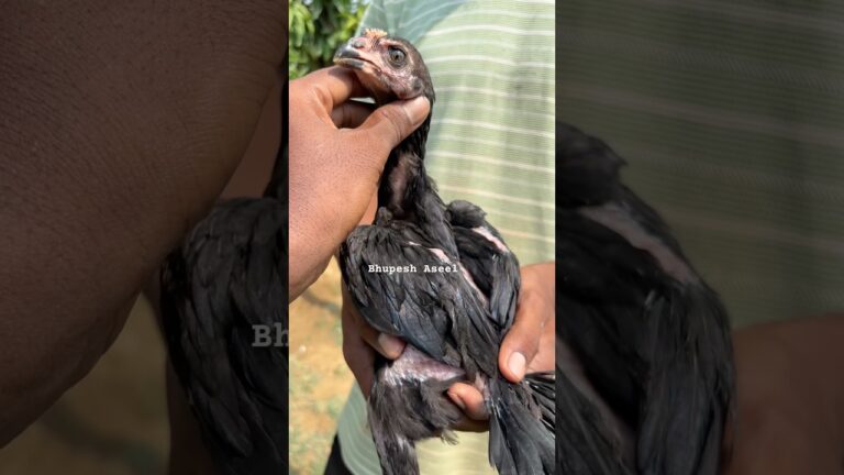 Vibration chicks 🐣 #highflyer #viral#shortsfeed #birds