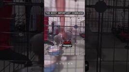 Watch Trainer Teaching Puppy Basic Command 🧑‍🏫