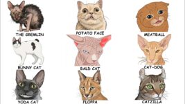 Weirdest Cat Breeds Ever Explained
