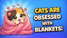 Why Do Cats Like Blankets? Cat Behavior Explained
