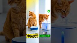 Your Cat’s Water Bowl Is Dangerous [Here’s Why]#shorts