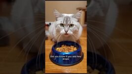Best Home Remedy for Cat Hip Stiffness 🐾 #cattips #catcare #youtubeshorts #shortvideo #viralvideo