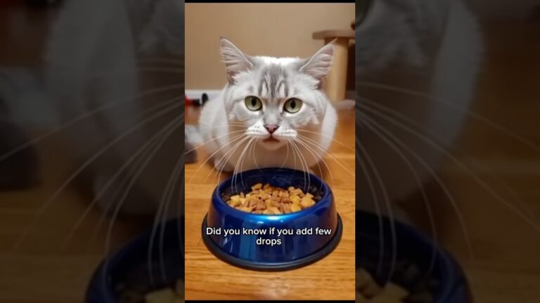 Best Home Remedy for Cat Hip Stiffness 🐾 #cattips #catcare #youtubeshorts #shortvideo #viralvideo