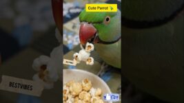 Caring 💐 Father🦜 #parrot #Pets #Birds #Shorts #BestVibes