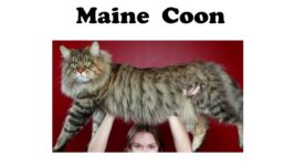 Every Cat Breeds Explained (part 1)