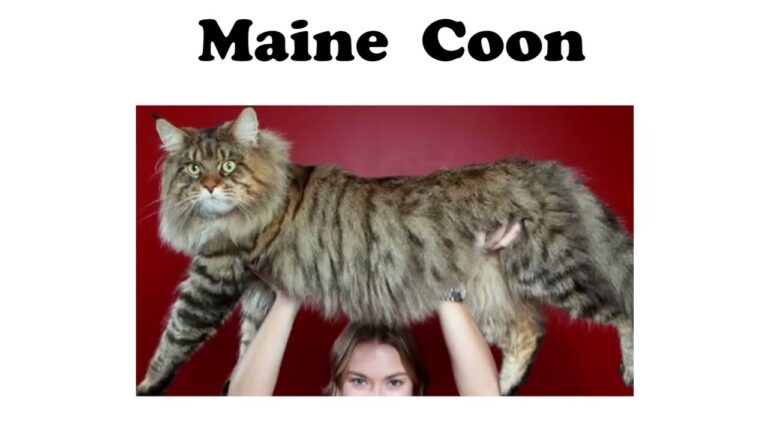 Every Cat Breeds Explained (part 1)